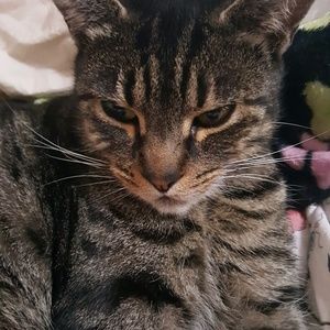 Meet your Posher, Shadie